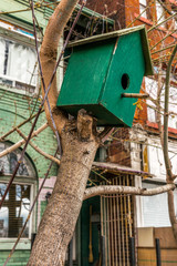 Weathered birdhouse on branch of tree, whimsy design