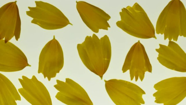 Yellow floral leaf on light box