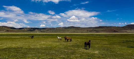 Fototapeta na wymiar Wild horses at Dobie Meadows on California Highway 120 between Mono Lake and Benton
