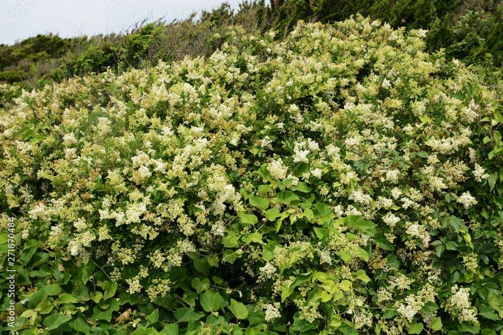 Poster japanese privet (ligustrum japonicum) flowers