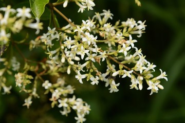 Japanese privet (Ligustrum japonicum) flowers