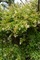 Japanese privet (Ligustrum japonicum) flowers