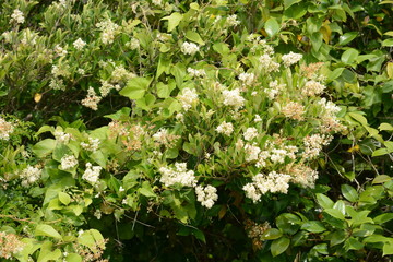 Japanese privet (Ligustrum japonicum) flowers