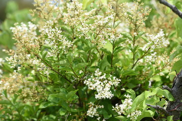 Japanese privet (Ligustrum japonicum) flowers