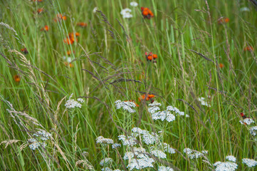 field of wildflowers in white and orange
