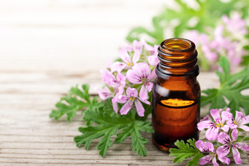 Geranium essential oil with fresh geranium flowers, on the old wooden board - obrazy, fototapety, plakaty