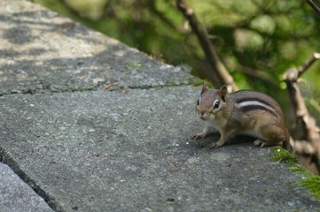 Chipmunk Chilling Out