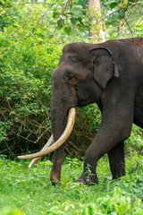 Elephant from Kabini