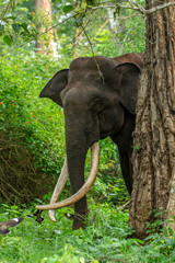 Elephant from Kabini