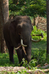 Elephant from Kabini
