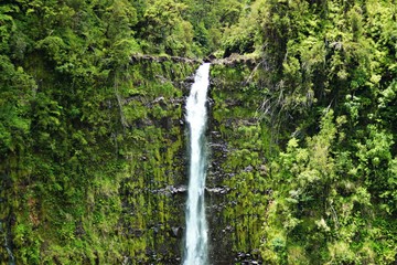 Fototapeta na wymiar waterfall in the forest- Hawaii