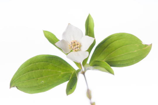 Bunchberry - Isolated Plants on White