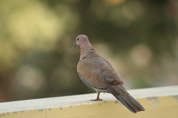 Indian dove bird 