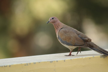 Indian dove bird 