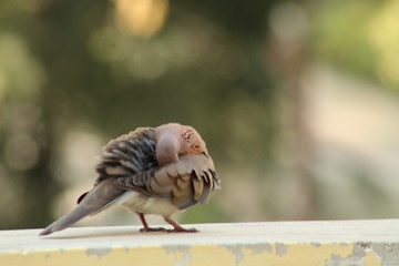 Indian dove bird 