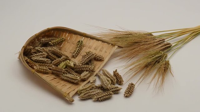 Falling wheat ear barley on bamboo winnowing basket