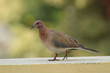 Indian dove bird 