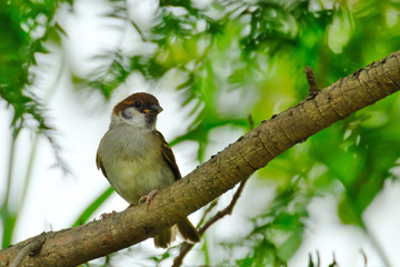 sparrow in forest