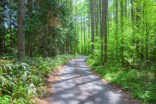 「林道」の写真素材 | 135,170件の無料イラスト画像 | Adobe Stock
