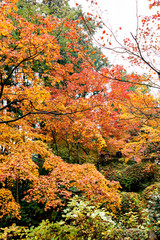Autumn colors at the Japanese garden of Kongourinji, a temple in Shiga prefecture, Japan