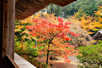 Autumn colors at the Japanese garden of Kongourinji, a temple in Shiga prefecture, Japan