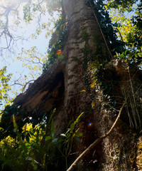 arbol de tronco grueso en dia soleado