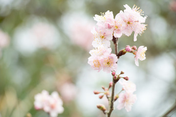 Beautiful cherry blossoms blooming in Taiwan. Species: Taiwan Cherry.