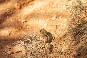 Chipmunk on desert floor