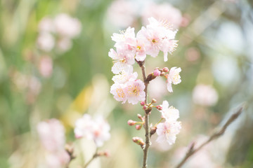 Beautiful cherry blossoms blooming in Taiwan. Species: Taiwan Cherry.