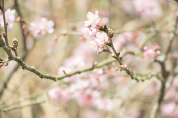 Beautiful cherry blossoms blooming in Taiwan. Species: Taiwan Cherry.