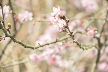 Fototapeta na wymiar Beautiful cherry blossoms blooming in Taiwan. Species: Taiwan Cherry.