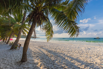 Coconut palm trees against blue sky and beautiful beach in samet island, Thailand.