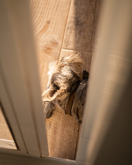 Perro durmiendo durante el atardecer