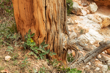 Fototapeta premium Yellow wildflower growing next to Bristlecone pine on the desert floor