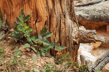 Yellow wildflower growing next to Bristlecone pine on the desert floor