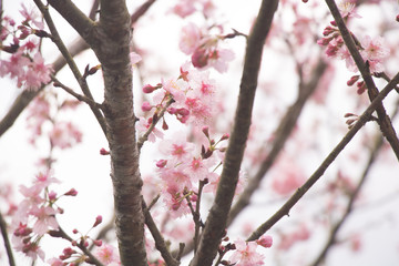 Beautiful cherry blossoms blooming in Taiwan. Species: Taiwan Cherry.