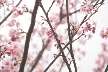 Beautiful cherry blossoms blooming in Taiwan. Species: Taiwan Cherry.