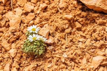 White and yellow wildflower on the desert floor