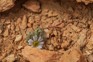Purple and white wildflower on the desert floor