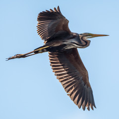 Isolated close up of a single purple heron bird in flight- Danube Delta Romania