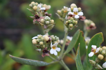 macro of young mangroves flowers
