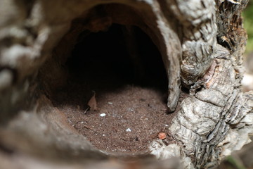 standing tree trunk knot hollowed out