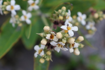 macro of young mangroves flowers