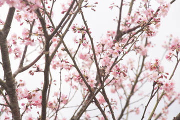Obraz premium Beautiful cherry blossoms blooming in Taiwan. Species: Taiwan Cherry.