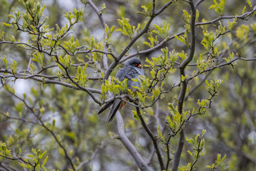 Isolated close up of a single beautiful mature male red footed falcon camouflaged in a tree- Danube Delta Romania