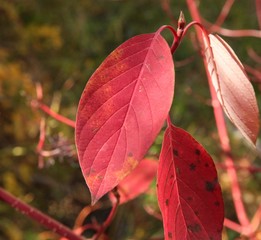 Obraz premium Autumn leaves of Red-Osier Dogwood (Cornus sericea) in Beartooth Mountains, Montana