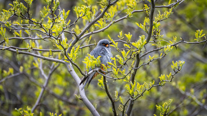 Isolated close up of a single beautiful mature male red footed falcon camouflaged in a tree- Danube Delta Romania