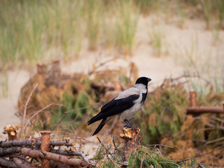 The crown stands on a fence dune.