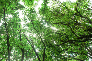 Beautiful big trees in the park with sunlight on sky background, view from bottom to top.