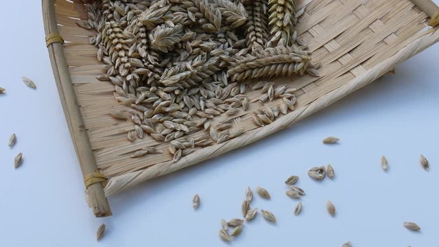 Falling wheat ear barley on bamboo winnowing basket